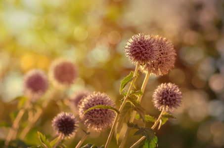 Bild-Nr: 11864754 Kugelförmig  Erstellt von: zwergl0611