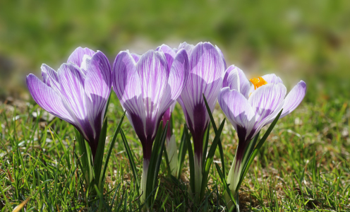 Bild-Nr: 11868844 Striped Crocus Erstellt von: SusaZoom