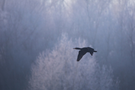 Bild-Nr: 11871772 Vogelflug im Winter Erstellt von: luxpediation