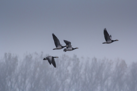 Bild-Nr: 11879846 Nonnengänse Erstellt von: luxpediation