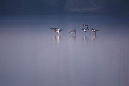 Bild-Nr: 11882159 Enten am See Erstellt von: luxpediation
