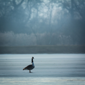 Bild-Nr: 11884299 Kanadagans auf dem Eis Erstellt von: luxpediation