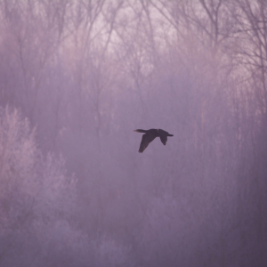 Bild-Nr: 11886102 Kormoran im Winterwald   Erstellt von: luxpediation