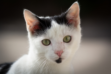 Bild-Nr: 11887741 Katze im Portrait Erstellt von: luxpediation