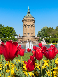 Bild-Nr: 11915441 Mannheimer Wasserturm mit roten Tulpen im Frühling Erstellt von: eyetronic