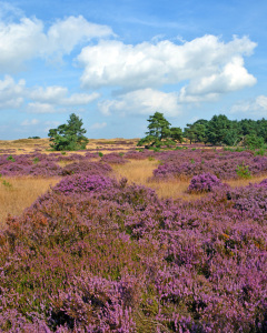 Bild-Nr: 11922519 Die Heide blüht Erstellt von: GUGIGEI