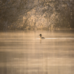Bild-Nr: 11925574 Morgenstimmung Erstellt von: luxpediation