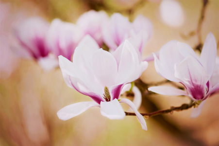 Bild-Nr: 11930099 Magnolienblüte  Erstellt von: aliasemma