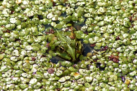 Bild-Nr: 11932167 Grün in Grün Erstellt von: MoNoir