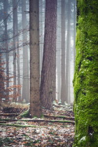 Bild-Nr: 11983568 Grün im Wald Erstellt von: luxpediation