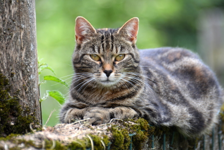 Bild-Nr: 11996582 cat Erstellt von: GUGIGEI