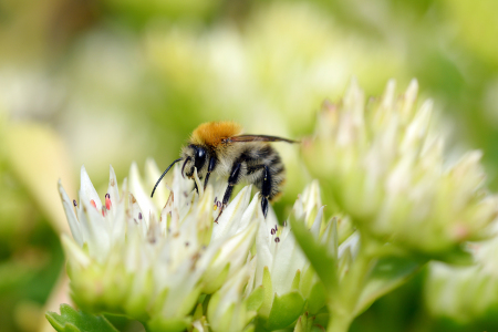 Bild-Nr: 11997249 Ackerhummel auf Nektarsuche Erstellt von: Ostfriese