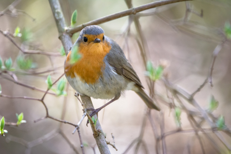 Bild-Nr: 12011282 Vogel im Garten Erstellt von: luxpediation