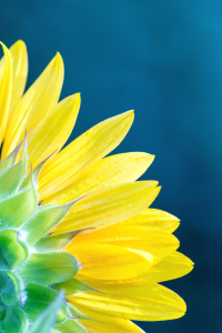 Bild-Nr: 12013391 Sonnenblume Erstellt von: Sandra