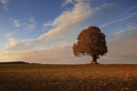 Bild-Nr: 12017206 Herbstbaum Erstellt von: Irma Warth