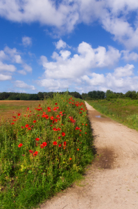 Bild-Nr: 12019521 Sommerimpression Amrum Erstellt von: Angela  Dölling