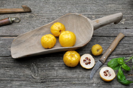 Bild-Nr: 12027358 Quitten Erstellt von: Rolf Eschbach