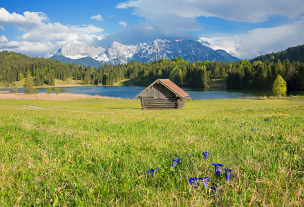 Bild-Nr: 12041150 Enzianwiese am Geroldsee Karwendelgebirge Bayern Erstellt von: SusaZoom