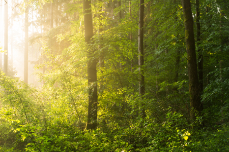 Bild-Nr: 12044244 Sun in the woodland Erstellt von: luxpediation