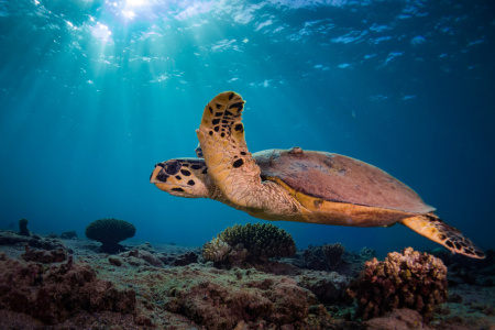 Bild-Nr: 12058181 Meeresschildkröte Erstellt von: Stefan Imig