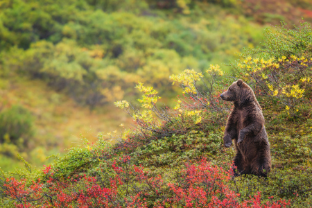 Bild-Nr: 12060764 Grizzly-Bär Erstellt von: Stefan Imig