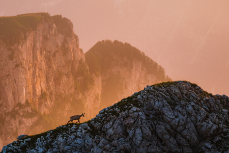 Bild-Nr: 12066365 Gams im Abendlicht Erstellt von: Stefan Imig