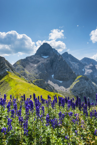 Bild-Nr: 12096473 Blauer Eisenhut vor der Trettachspitze Erstellt von: Walter G. Allgöwer