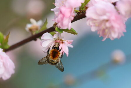 Bild-Nr: 12195161 Mandelbäumchen mit Biene Erstellt von: Heike Hultsch