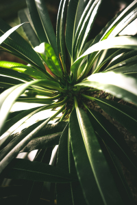 Bild-Nr: 12216509 Madagaskarpalme Erstellt von: Steffen Gierok