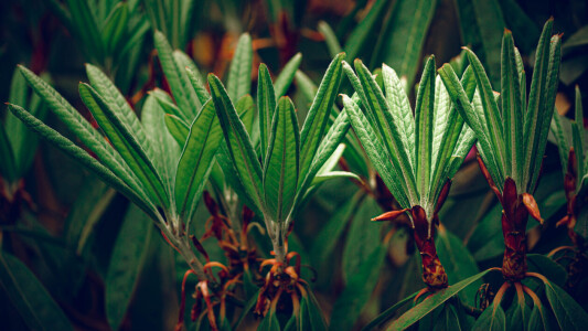 Bild-Nr: 12227921 Rhododendron Erstellt von: Holund