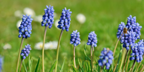 Bild-Nr: 12242655 Traubenhyazinthe  Erstellt von: Atteloi