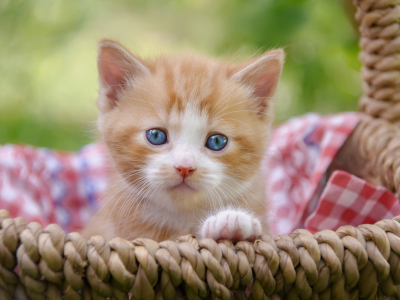 Bild-Nr: 12339392 Niedliches Katzenbaby in einem Korb Erstellt von: Katho-Menden