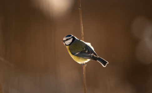 Bild-Nr: 12383152 Blaumeise im Schilf Erstellt von: Patrick Schwarzbach