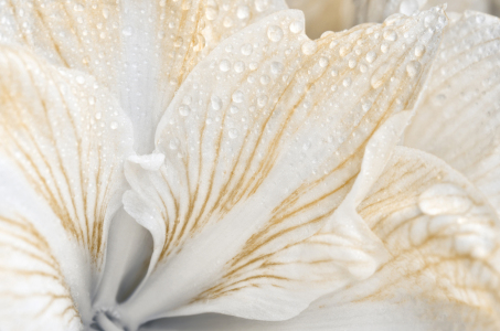 Bild-Nr: 12403300  Amaryllis  Erstellt von: Atteloi