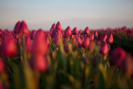 Bild-Nr: 12429694 Tulpenmeer Erstellt von: t-ART