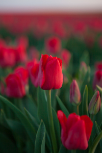 Bild-Nr: 12436606 Noch mehr Tulpen Erstellt von: t-ART