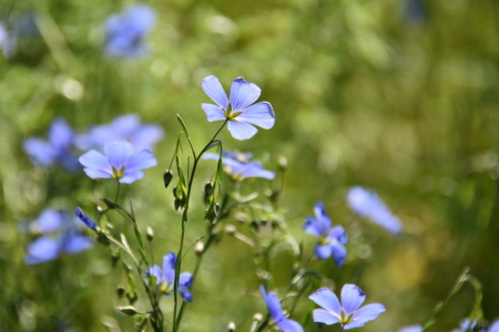 Bild-Nr: 12444298 Lein Erstellt von: GUGIGEI
