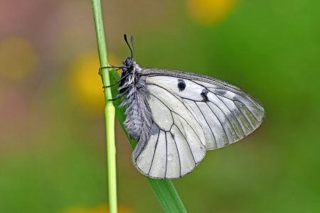 Bild-Nr: 12447851 Schwarzer Apollo Erstellt von: GUGIGEI