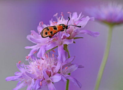 Bild-Nr: 12471584 Widderchen Erstellt von: GUGIGEI