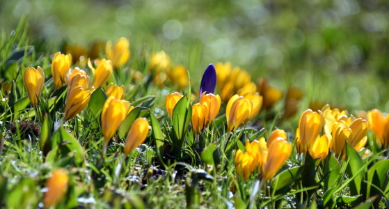 Bild-Nr: 12570888 Frühling Erstellt von: GUGIGEI