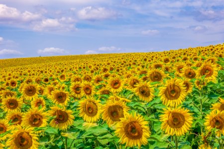 Bild-Nr: 12577311 Sonnenblumenfeld Erstellt von: andreasschwalm