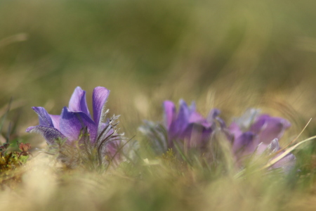 Bild-Nr: 12578664 Küchenschellen  Erstellt von: Gerhard Albicker