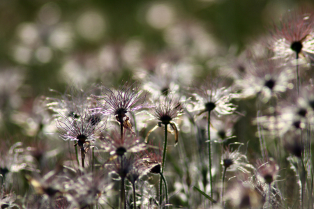 Bild-Nr: 12587338 Verblühte Küchenschellen  Erstellt von: Gerhard Albicker