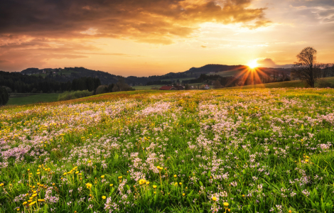 Bild-Nr: 12593064 Sonnenuntergang über bunter Blumenwiese Erstellt von: Andreas Föll