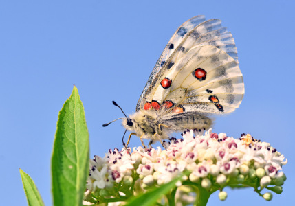Bild-Nr: 12604804 Roter Apollo Erstellt von: GUGIGEI