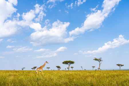Bild-Nr: 12605158 Giraffe in der Maasai Mara Erstellt von: eyetronic