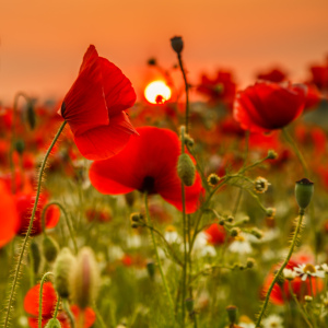 Bild-Nr: 12607792 MOHNLEUCHTEN Erstellt von: Ursula Reins