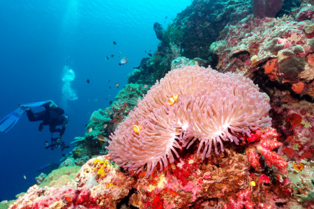 Bild-Nr: 12609160 Clownfischlein in Anemone Erstellt von: Bianca Schumann