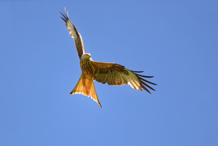 Bild-Nr: 12609198 Roter Milan Erstellt von: Bilderbastlers