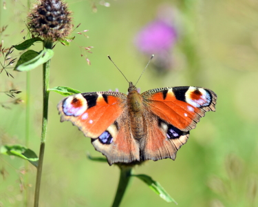 Bild-Nr: 12611747 Tagpfauenauge Erstellt von: GUGIGEI